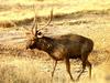 Sambar Deer (Cervus unicolor)