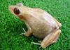 Hiroshima scientists create transparent frogs