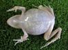 Hiroshima University Creates Transparent Frog