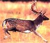 Fallow deer