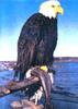 Bald eagle (Haliaeetus leucocephalus)