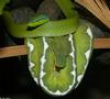 Amazonian Vine Snake (Oxybelis fuligidus) and Emerald Tree Boa (Corallus canina)