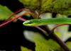 Snakes - Rough Green Snake   (Opheodrys aestivus aestivus)11111