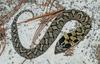 Snakes - eastern hognose snake 500