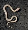 Snakes - Albino eastern garter snake 334b