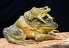 Frogs and Toads - bullfrog and green frog 018