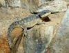 Lizards - Armadillo girdle-tailed lizard (Cordylus cataphractus) -- Ouroborus cataphractus