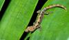 Lizards - Mourning Gecko (Lepidodactylus lugubris)003