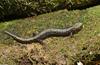 Salamanders - Peaks of Otter Salamander (Plethodon hubrichti)001