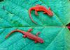 Salamanders - Red-spotted Newt (Notophthalmus viridescens viridescens)629