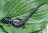 Salamanders - white-spotted slimy salamander 07