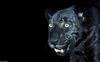 Cats - Black Panther-Leopard (Panthera pardus)