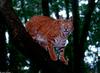 Cats - Bobcat (Felis rufus)0002