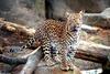 Cats - Leopard (Panthera pardus)001