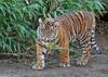 Cats - Sumatran Tiger (Panthera tigris sumatrae)