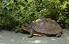Turtles - Neonate Eastern Box Turtle (Terrapene carolina carolina)