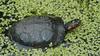 Turtles - Spotted Turtle  (Clemmys guttata)204