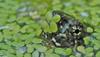 Turtles - neonate snapping turtle 0002