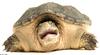 Turtles - snapping turtle art011a