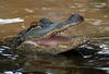 Crocodilians - American Alligator (Alligator mississipiensis)0531