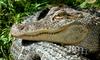 Crocodilians - American Alligator (Alligator mississipiensis)0535 - gator (Alligator mississippi...
