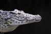Crocodilians - Cuban Crocodile (Crocodylus rhombifer) 531