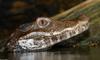 Crocodilians - Cuvier's Dwarf Caiman (Paleosuchus palpebrosus)8