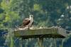 Birds - Osprey  (Pandion haliaetus)