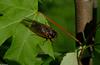 Invertebrates - 17-Year Periodical Cicada (Magicicada sp.) 001
