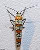 Invertebrates - Ailanthus Webworm Moth  (Atteva punctella)