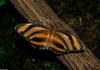 Invertebrates - Banded Orange (Dryadula phaetusa)002