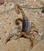 Invertebrates - Desert Scorpion (Hadrurus arizonensis)2