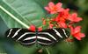 Invertebrates - Zebra Longwing Butterfly (Heliconius charithonia)