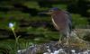 (Animals from Disney Trip) Green-backed Heron