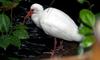 (Animals from Disney Trip) American White Ibis
