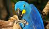 (Animals from Disney Trip) Macaw