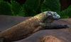 (Animals from Disney Trip) Komodo Dragon