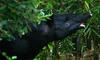 (Animals from Disney Trip) Brazilian Tapir