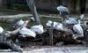 (Animals from Disney Trip) Pelicans