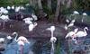 (Animals from Disney Trip) American White Ibises