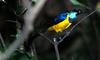 (Animals from Disney Trip) Golden-breasted Starling (Cosmopsarus regius)