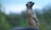 (Animals from Disney Trip) Meerkat