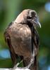 Common Crow Sri Lanka