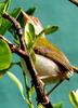 Tailor Bird Sri Lanka
