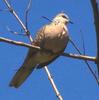 Spotted Dove Sri Lanka
