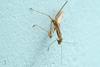 Statilia maculata (Praying Mantis)
