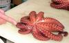 Nine-tentacled octopus