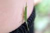 Atractomorpha lata Long-headed Grasshopper