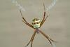 Argiope minuta, Orb-web Spider