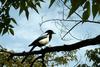 Korean Bird: Black-billed Magpie (Pica pica)